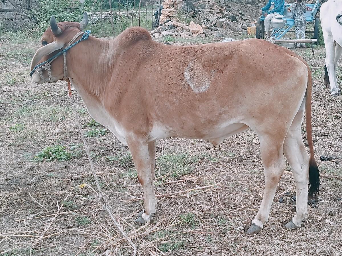 ₹20000 kimat aquarium Akela Bhar D