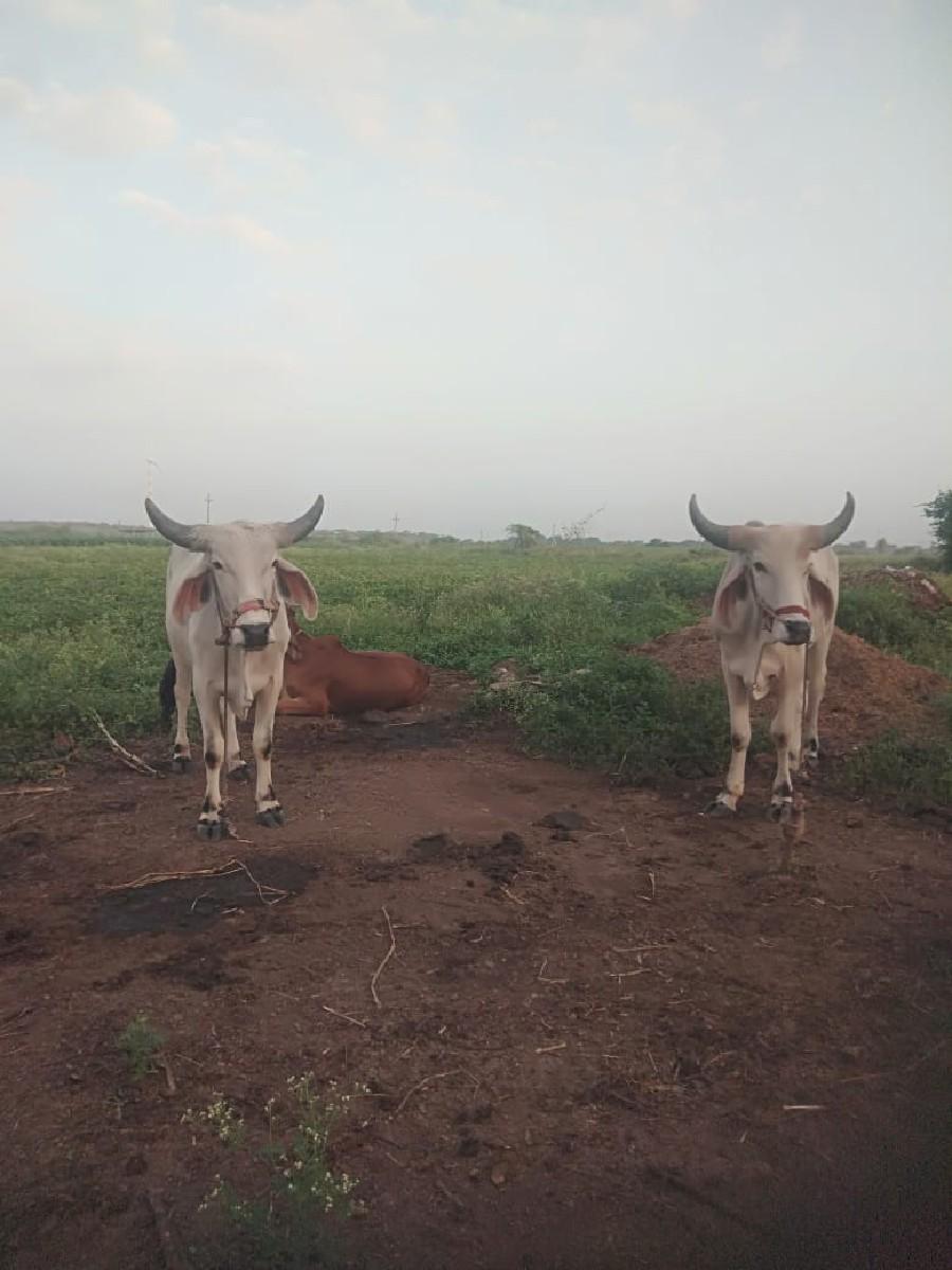 થંબનેલ 3