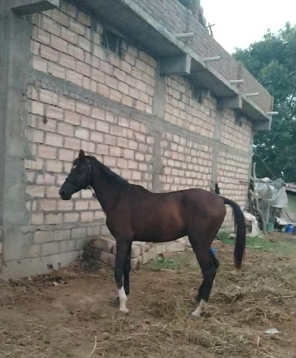 ફૂલ મારવાડી ઘોડો