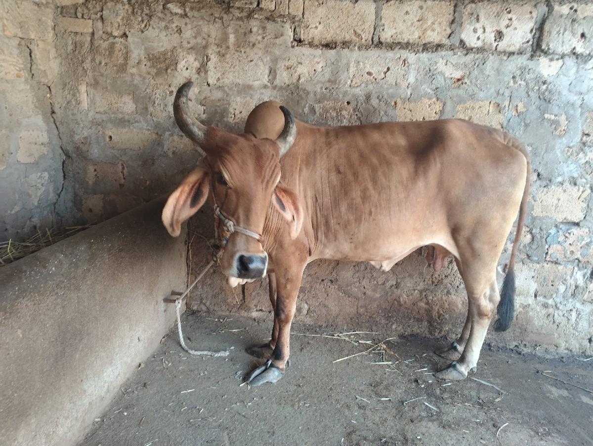 ગાય વેચવા ની સે 2જુ વેતર