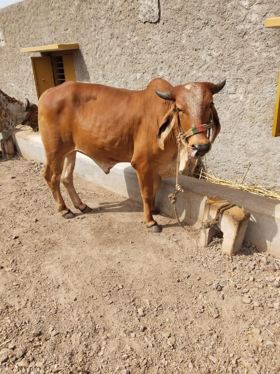 વેચવા નો છે ગોધલો બળદ છે