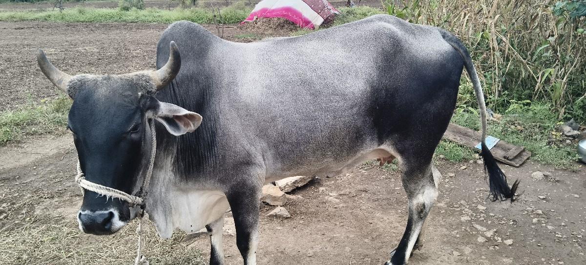 થંબનેલ 2