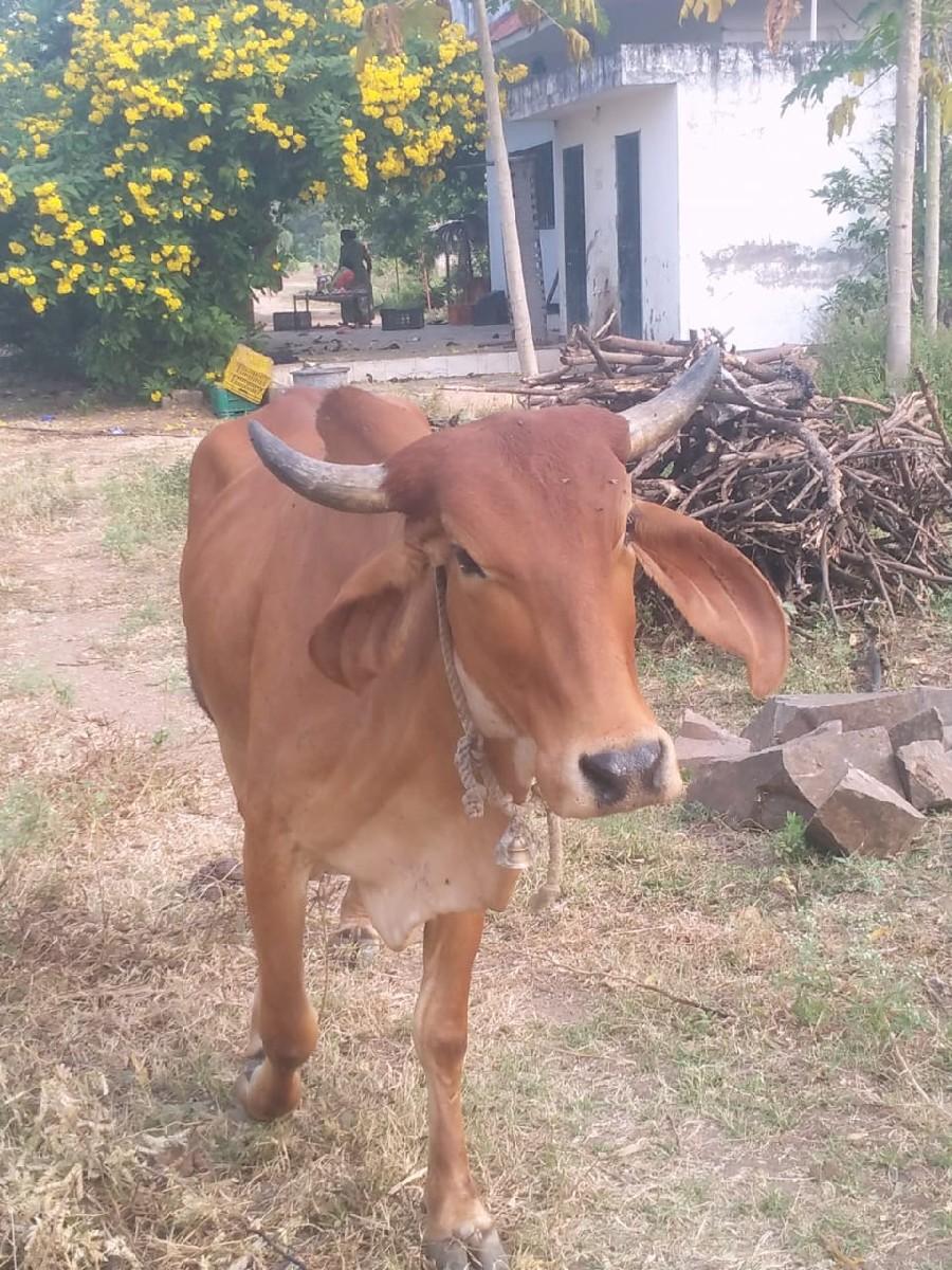 ગાય વેચવાની છે