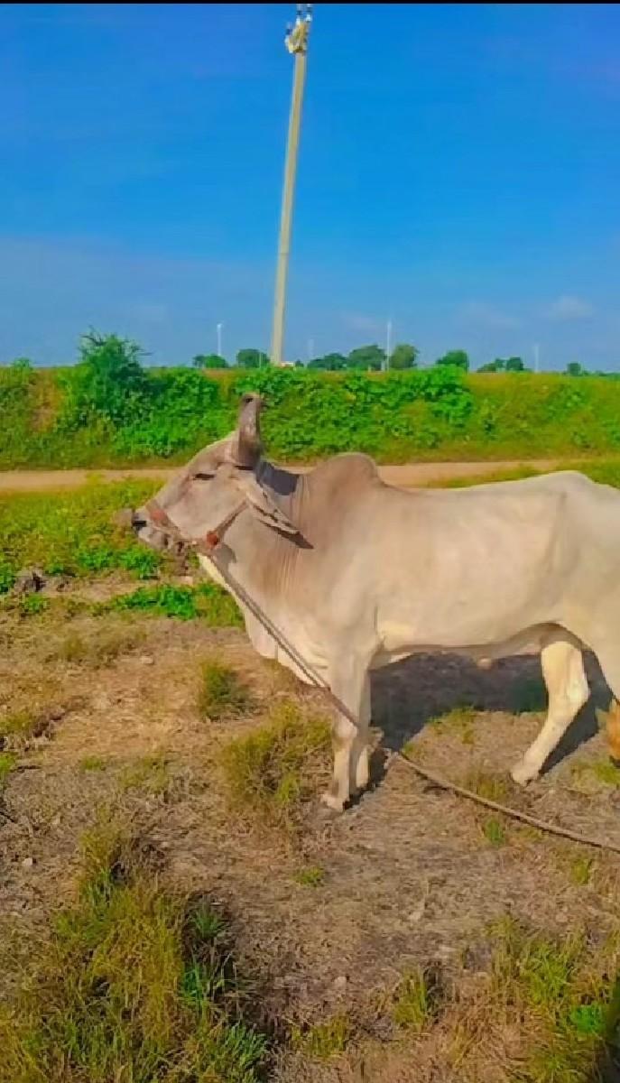 થંબનેલ 3