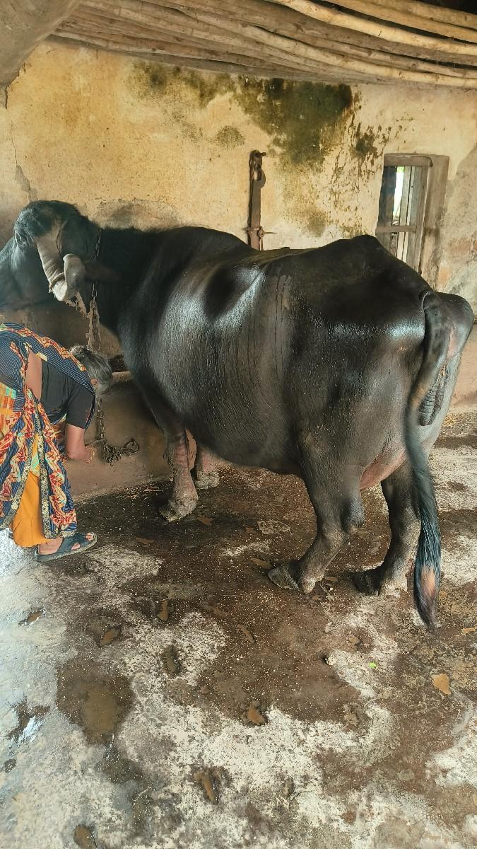 થંબનેલ 2