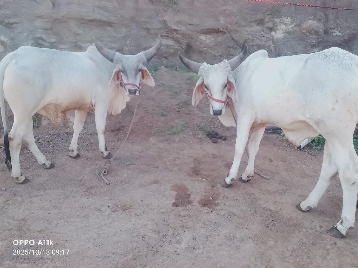 બળદ વેચવાના છે