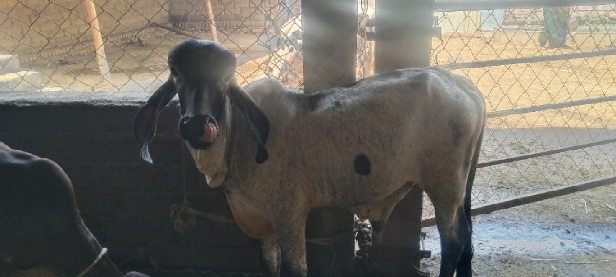 વાછરડો વેચવાનો છે