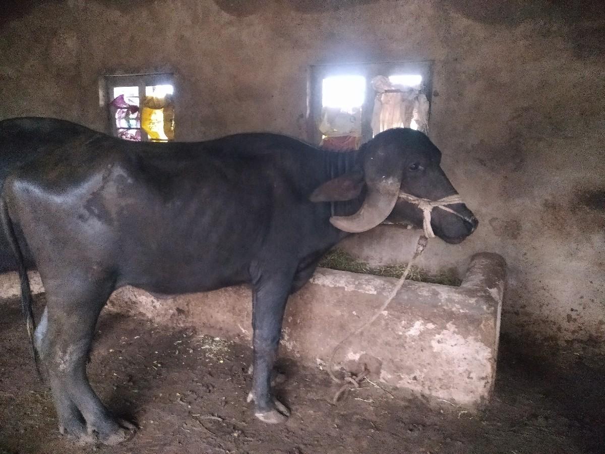 થંબનેલ 3