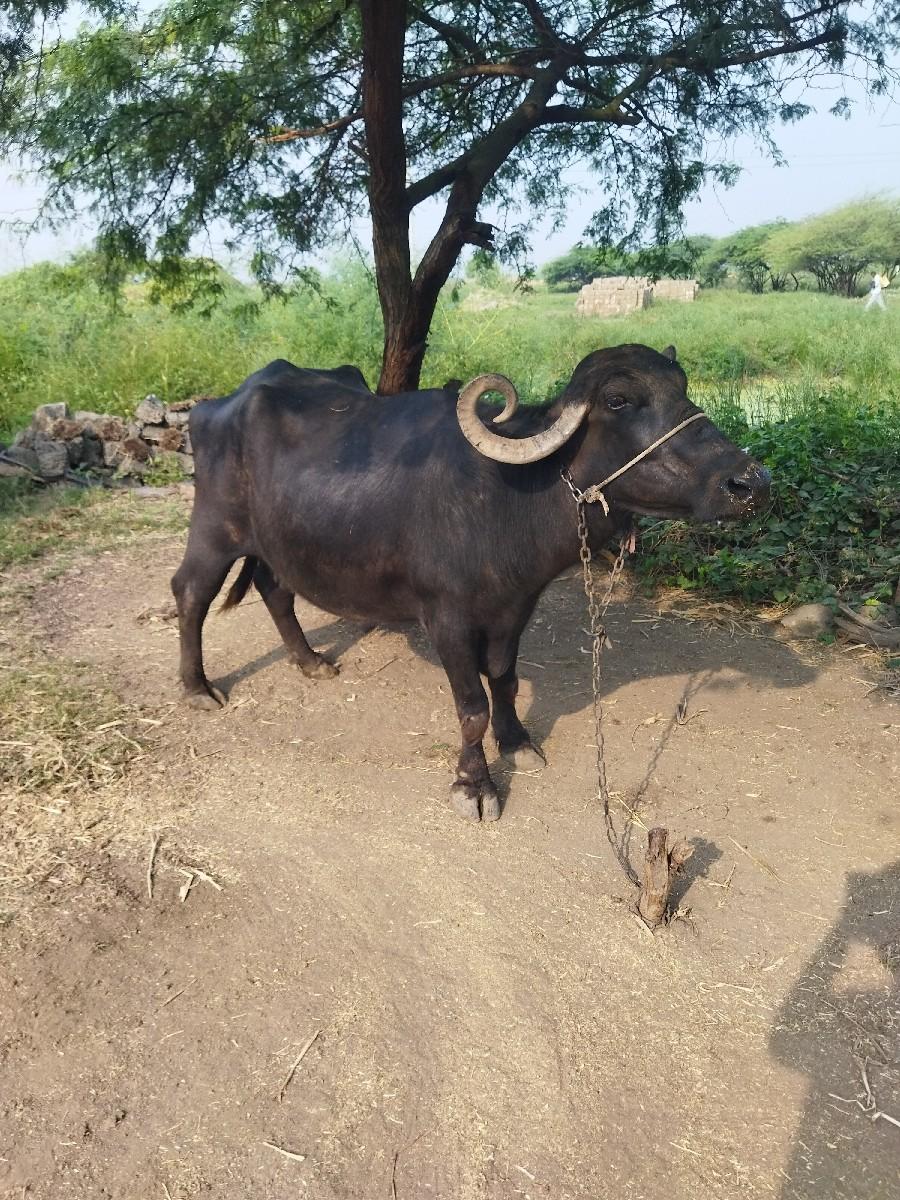 થંબનેલ 2