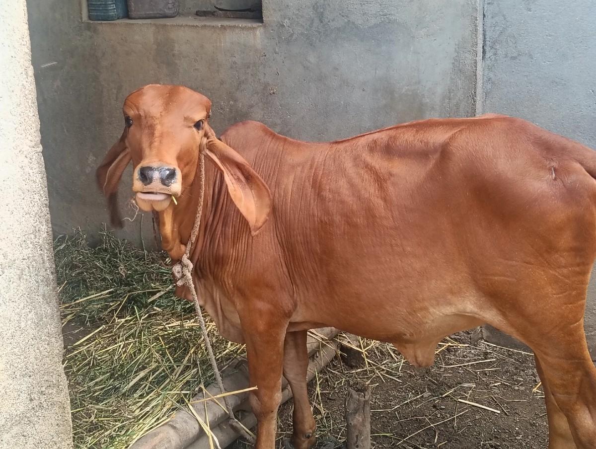 થંબનેલ 2