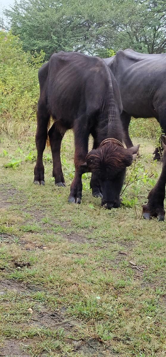 બે ખડેલીયુ વેચવાની છે