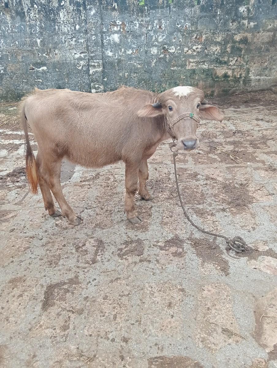 પાડી વેચવાની છે