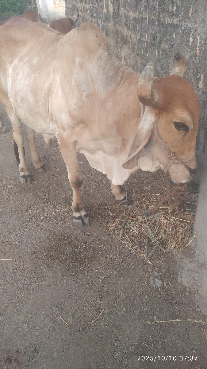 થંબનેલ 3