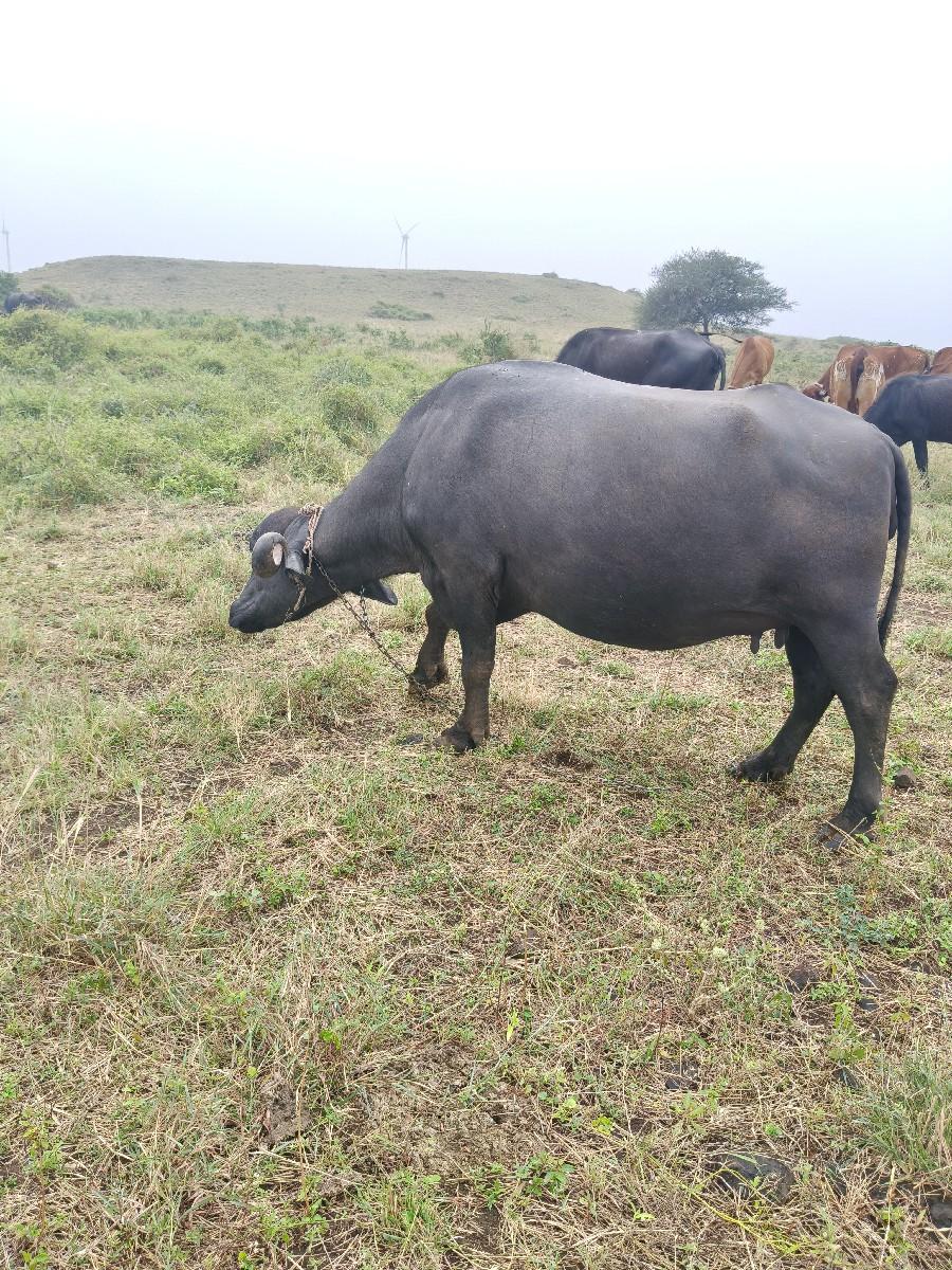 થંબનેલ 3