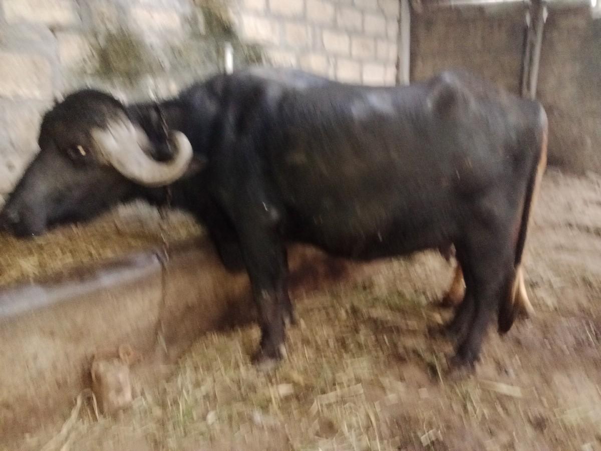 ભેંસ વેચવાની છે