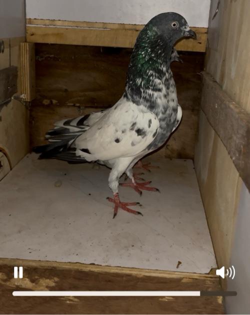 થંબનેલ 2