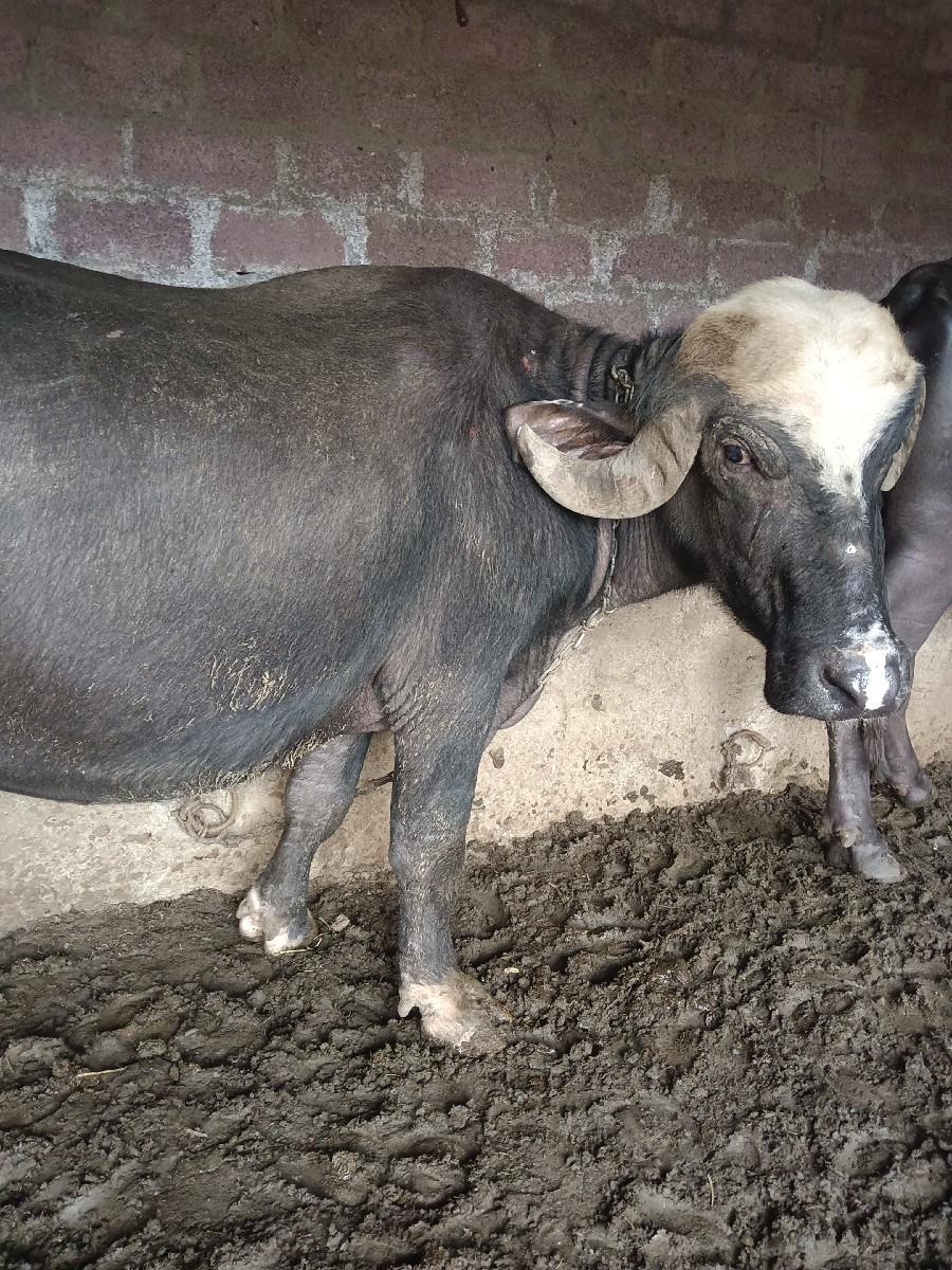 વેચવાની.