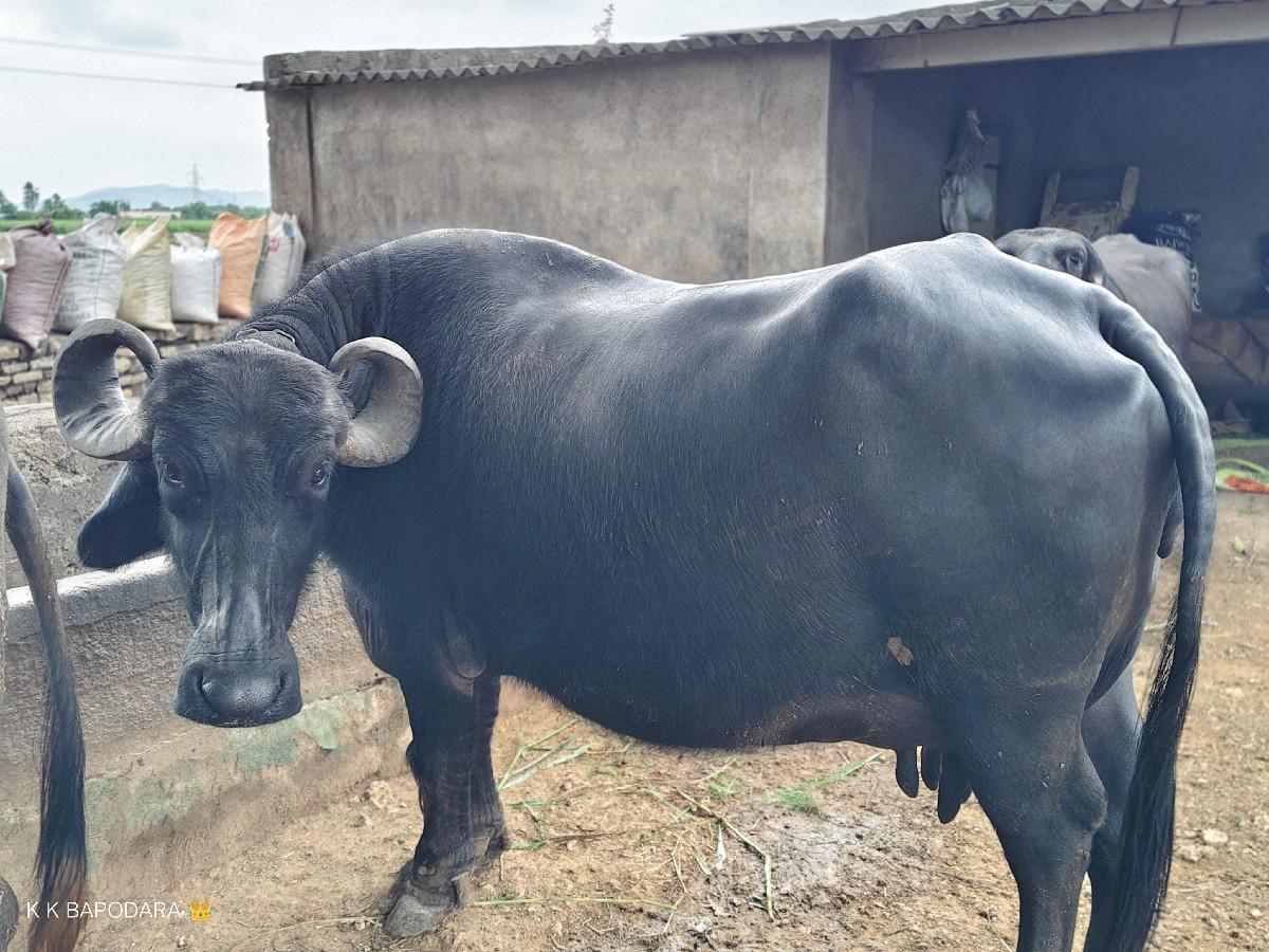 થંબનેલ 2