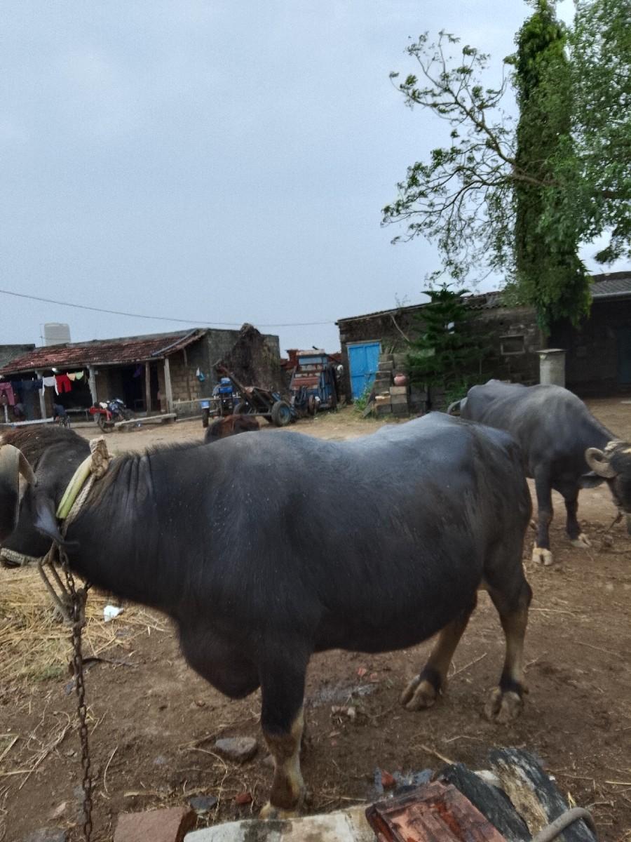 થંબનેલ 3