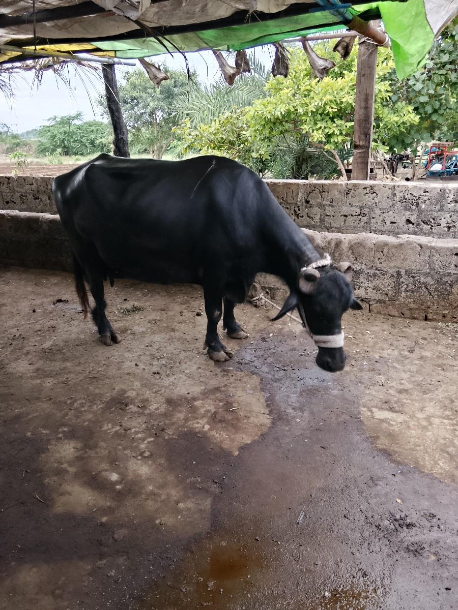 ભેંસ વેચવાની છે