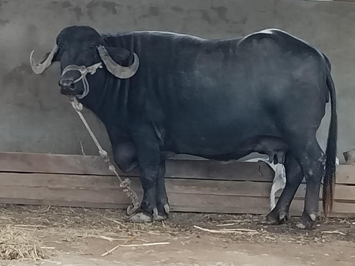 થંબનેલ 2