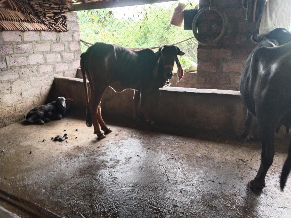 થંબનેલ 2