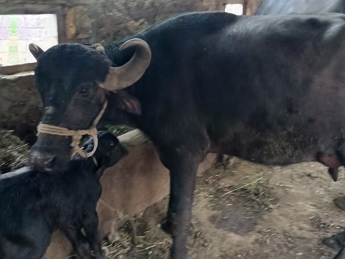 થંબનેલ 3