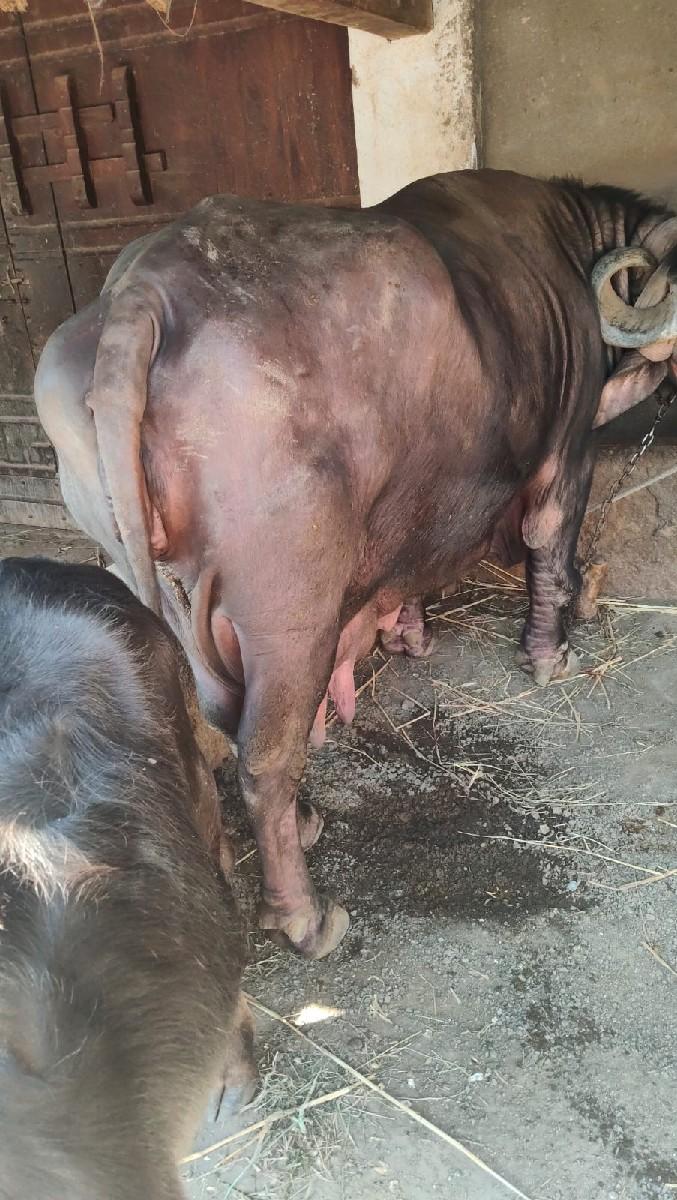 થંબનેલ 3