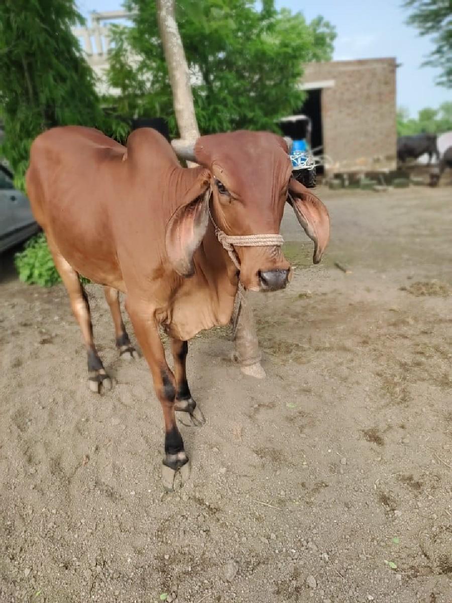 ગાય વેચવાની છે.