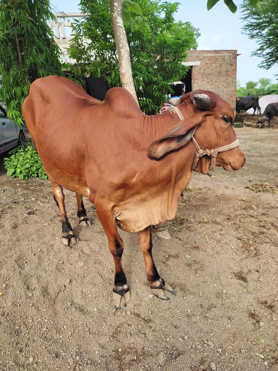 થંબનેલ 2