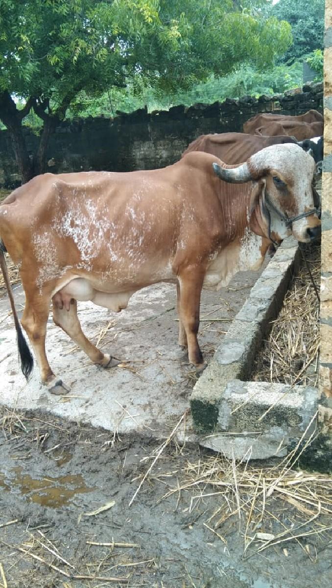 ગીર ગાય વેચવાની છે