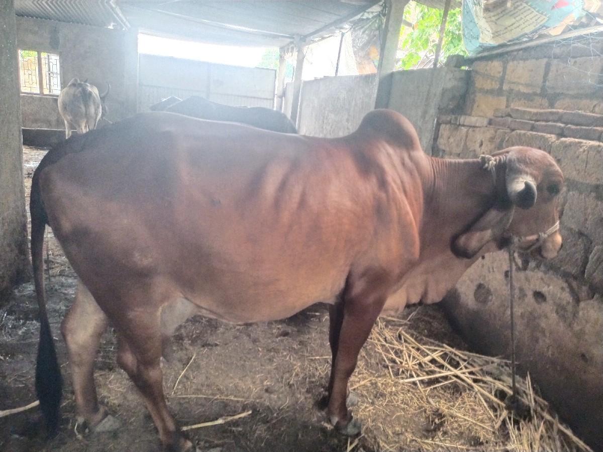 થંબનેલ 3