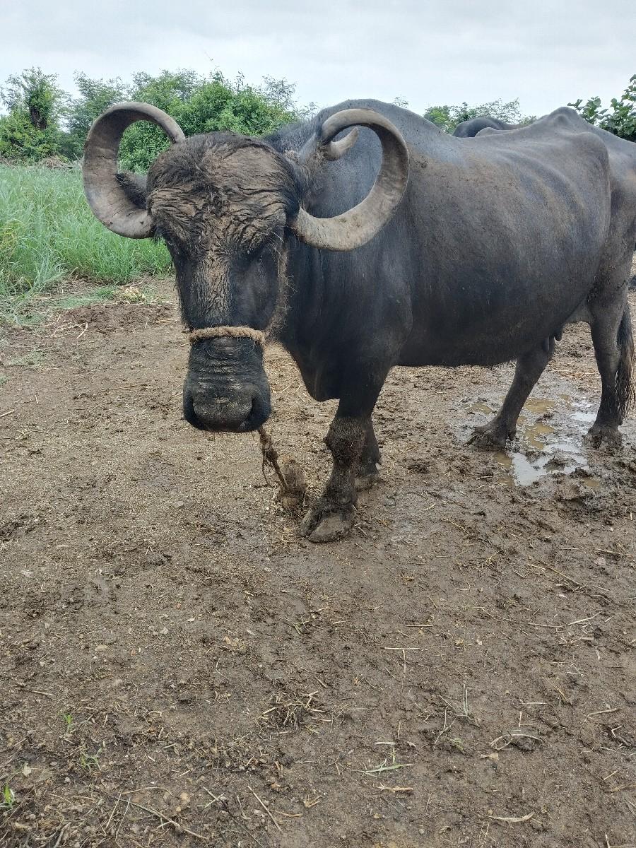 બે ભેંસ વેચવાની છે