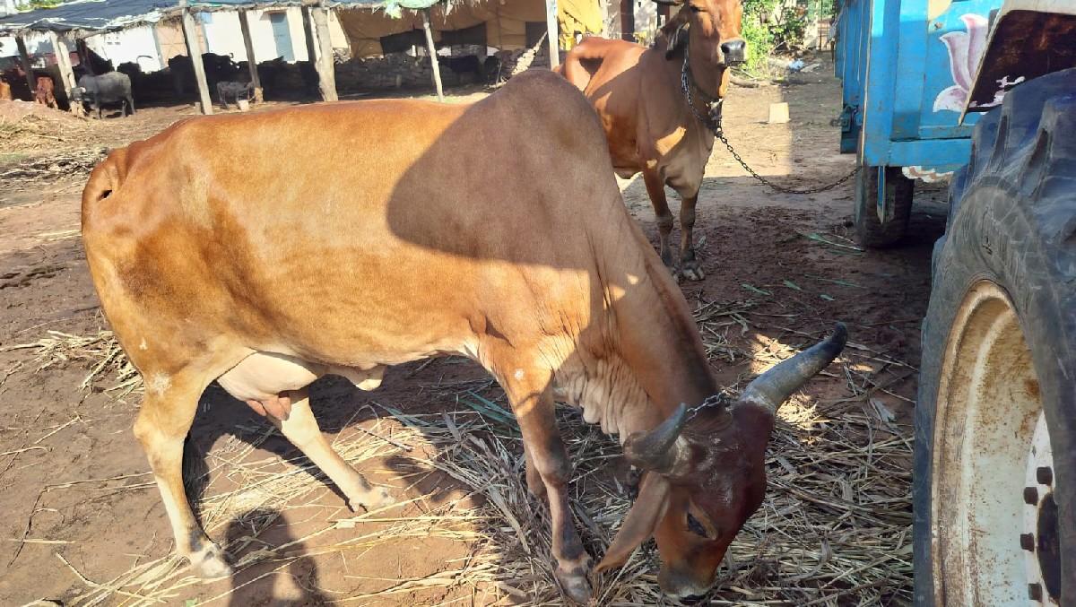 થંબનેલ 2