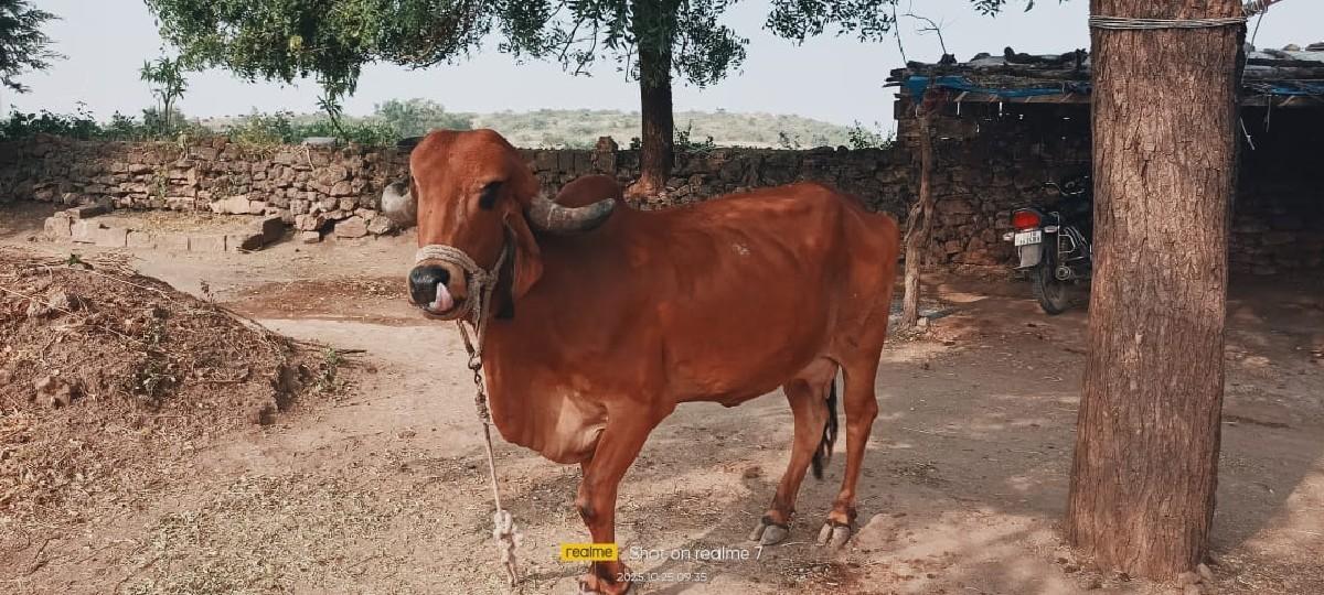 થંબનેલ 2