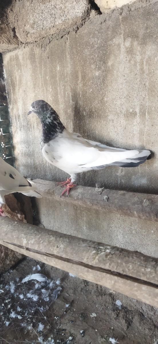 થંબનેલ 2