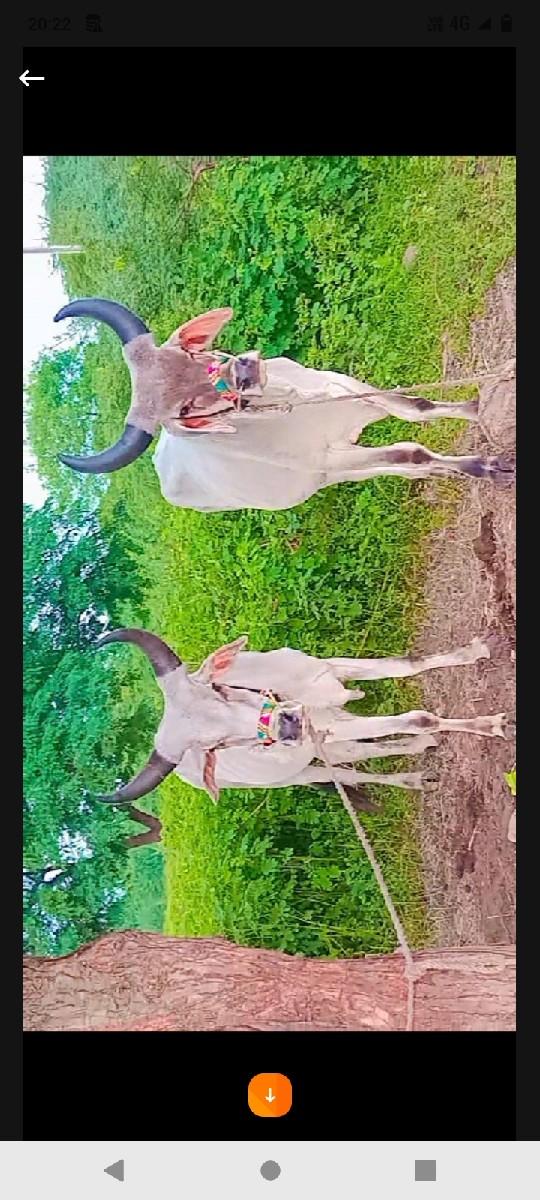 ગોઢલા વેચવાના છે