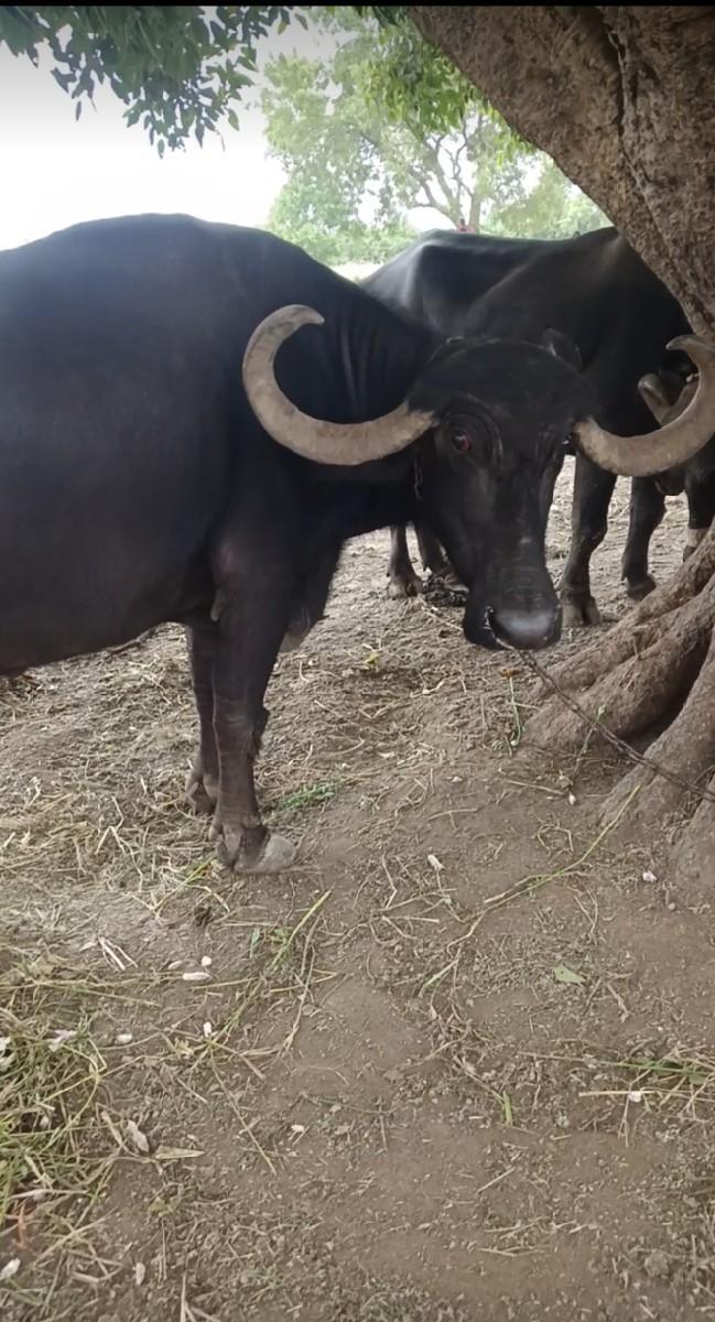 થંબનેલ 3