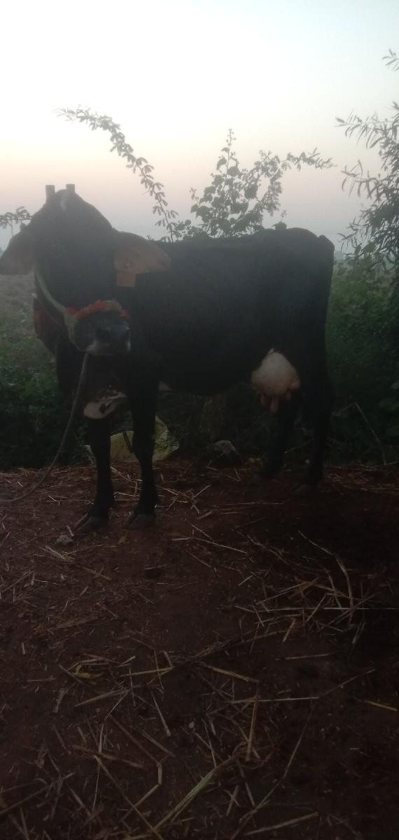 જરશી ગાય 7લીટર દુધ