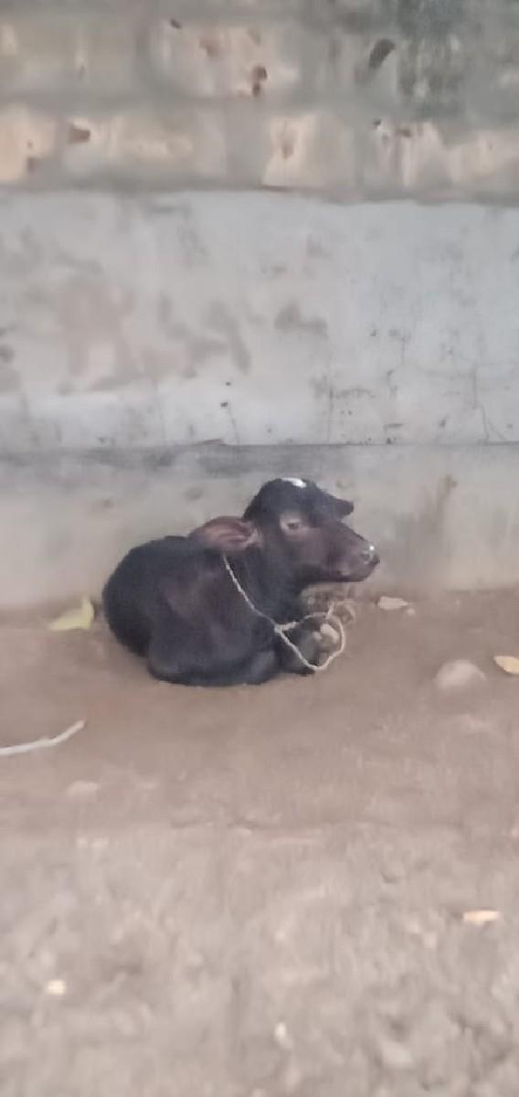 એક પાડી છે અને એક પાડો છે