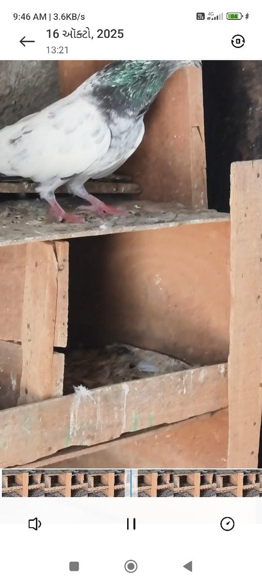 થંબનેલ 2