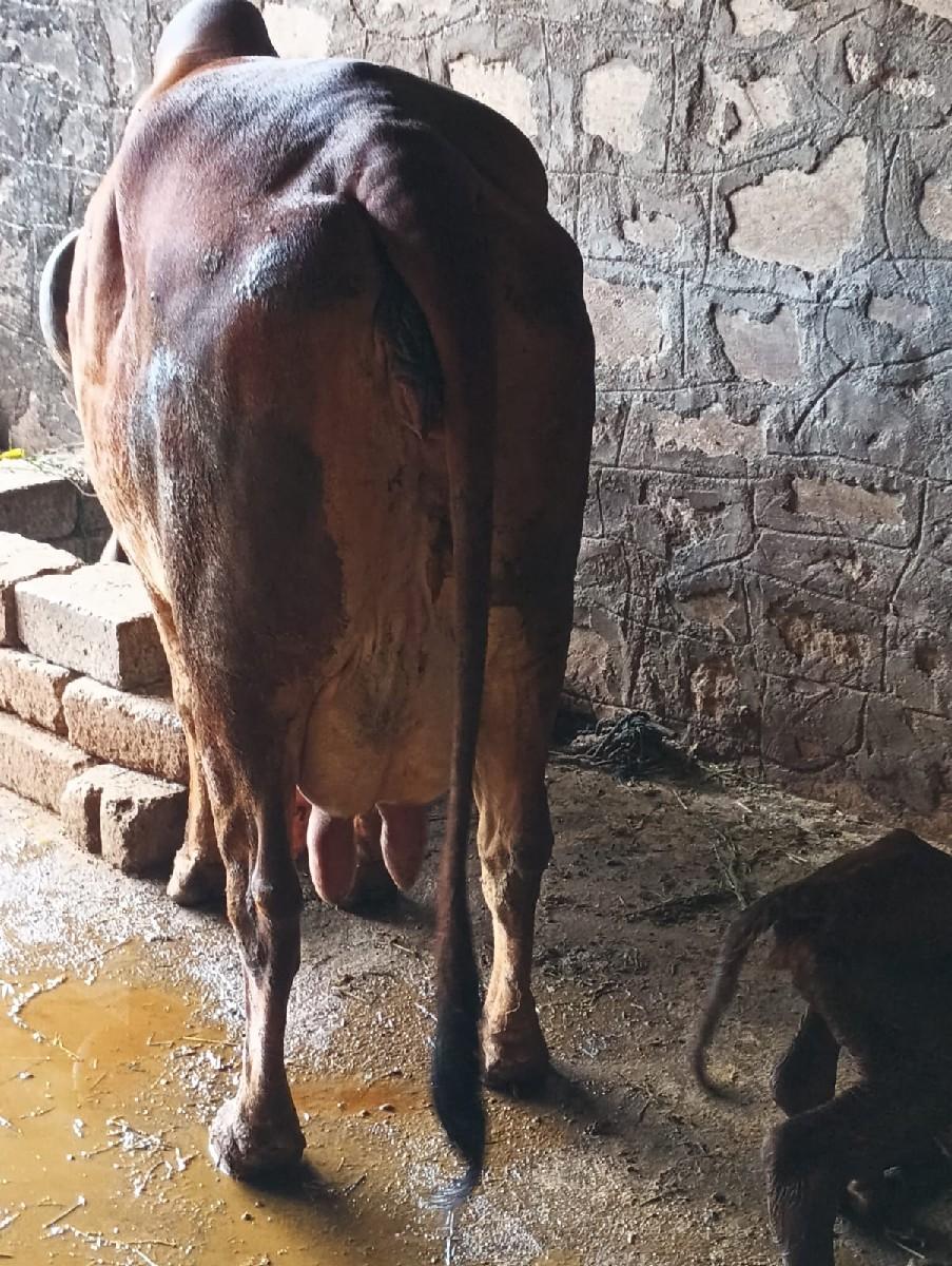 થંબનેલ 3