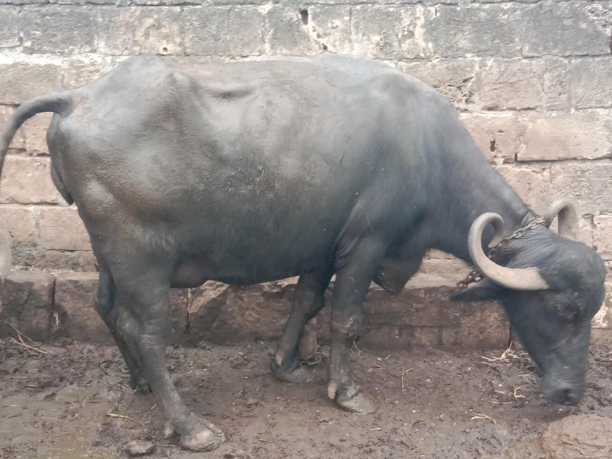 ભેસ વેચવા ની