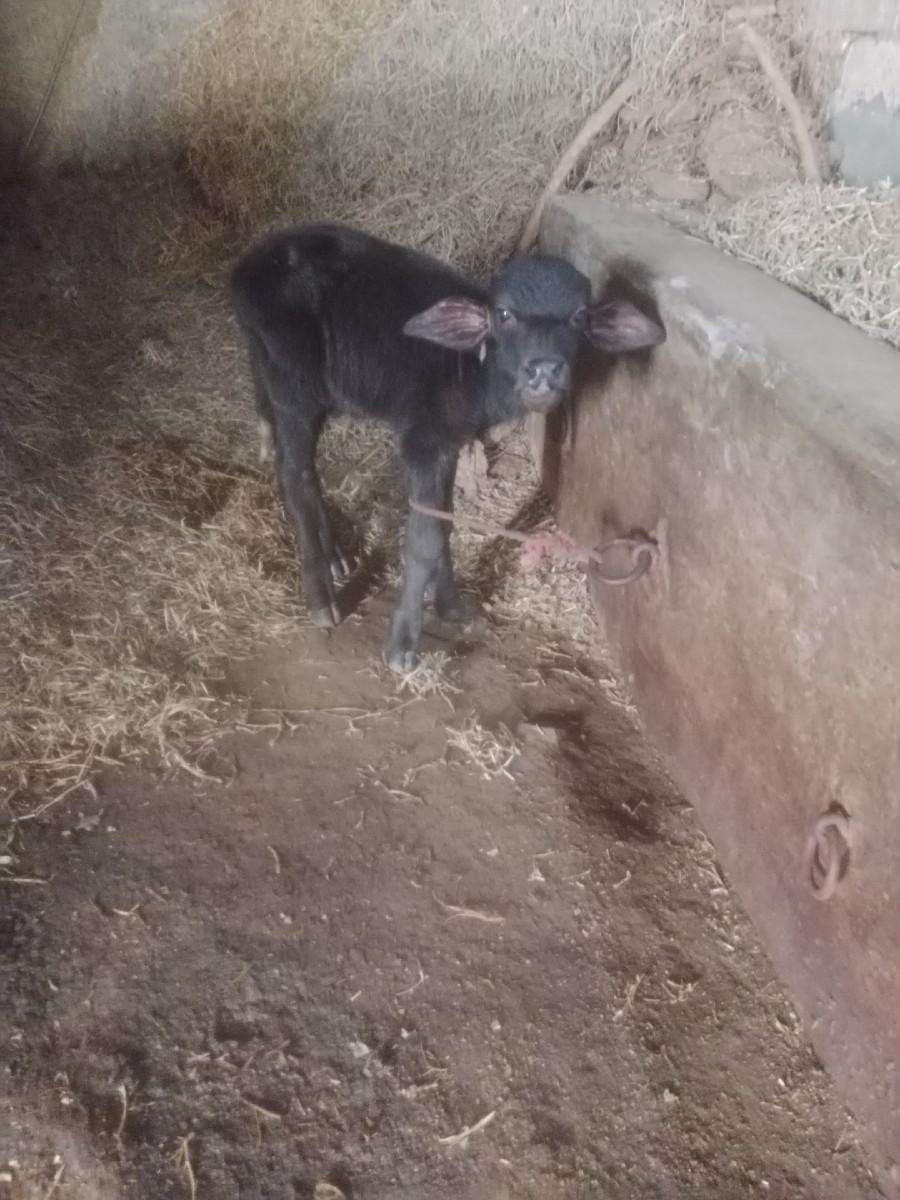 થંબનેલ 2