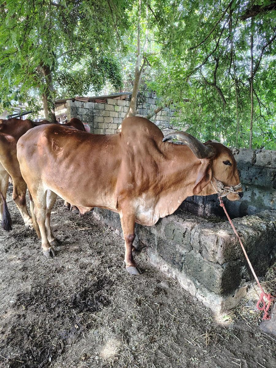 આ બળદ વેચવાના છે