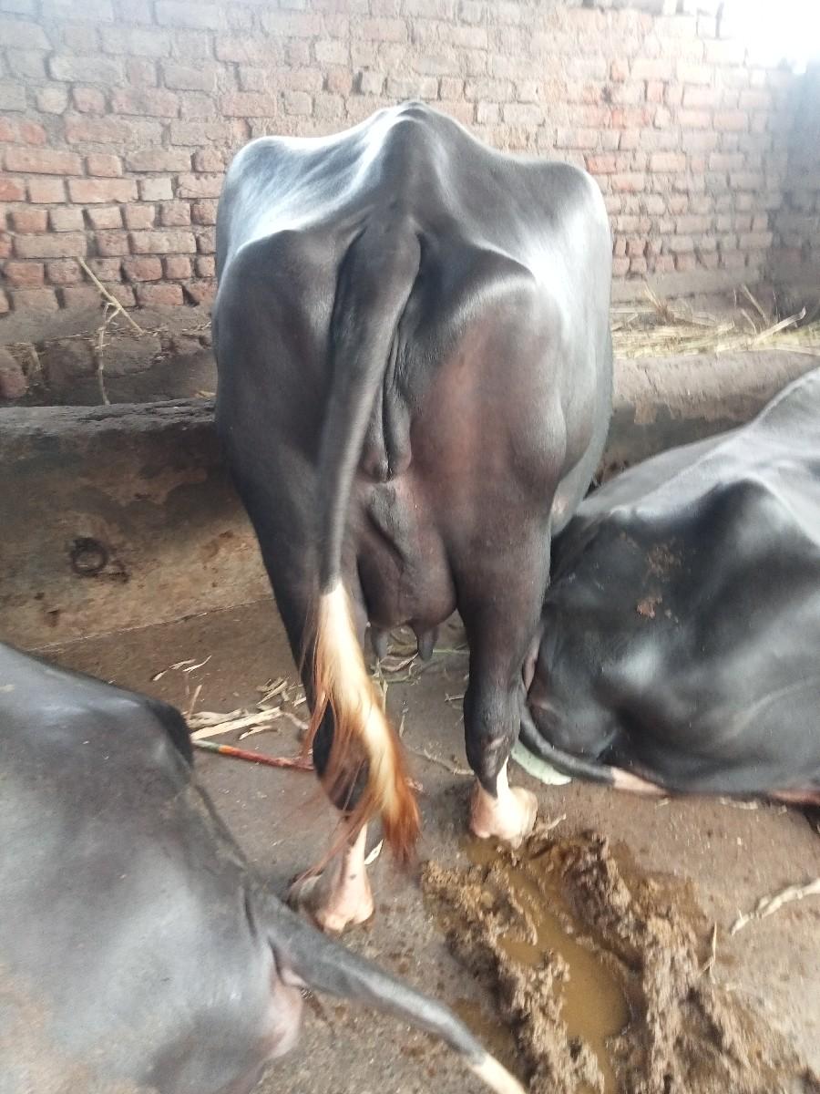 થંબનેલ 3