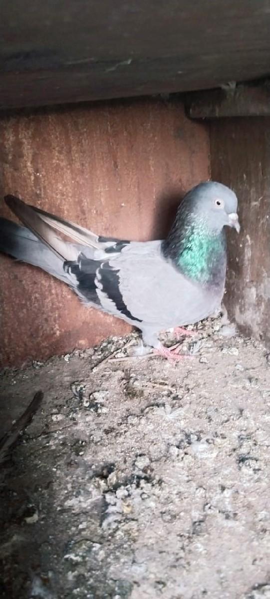 થંબનેલ 2