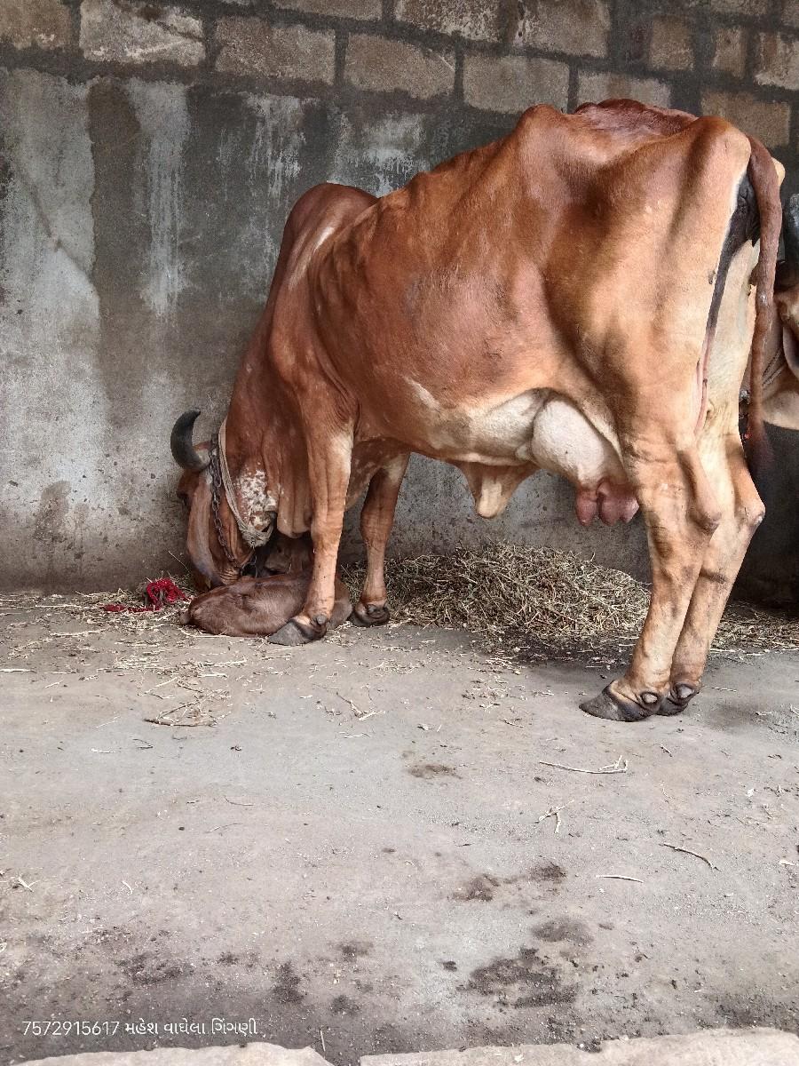 ગીર ગાય વેચવાની છે