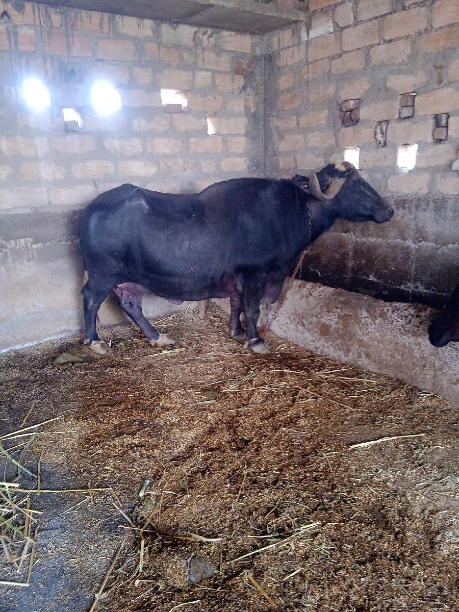 થંબનેલ 3