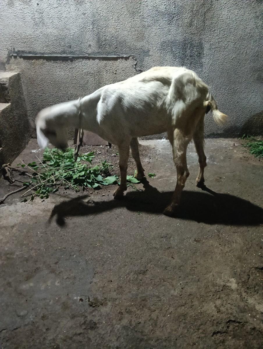 થંબનેલ 2